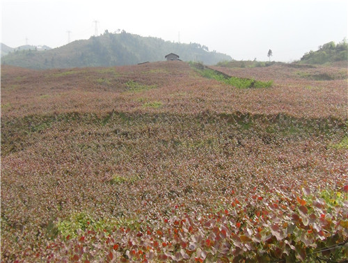 紫秋葡萄百亩基地