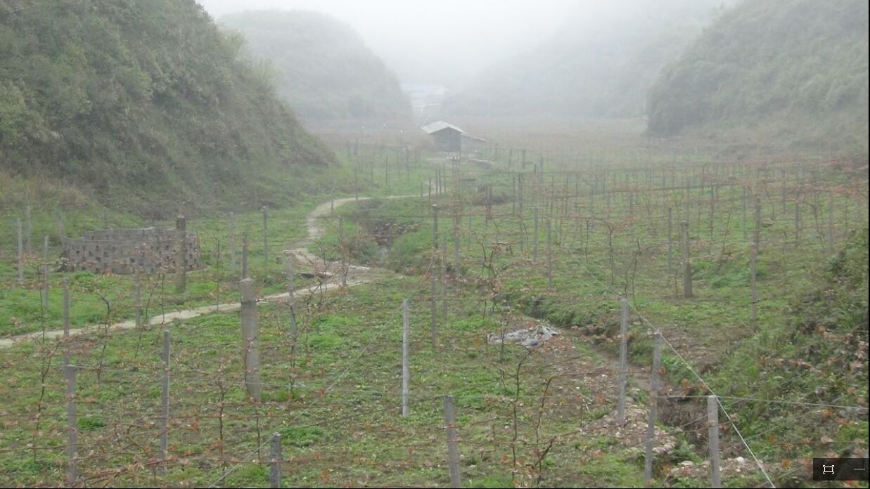 紫秋葡萄示范基地