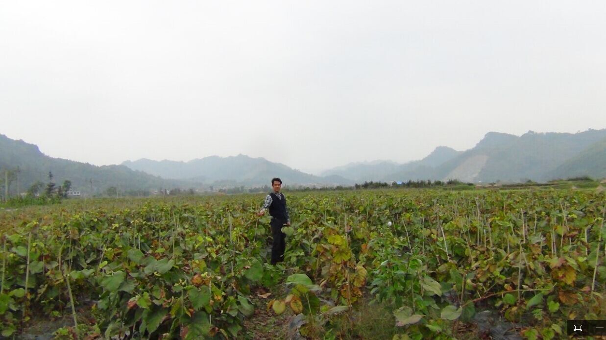 贵州省三都县紫秋苗圃基地