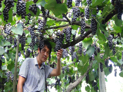 紫秋葡萄结果状