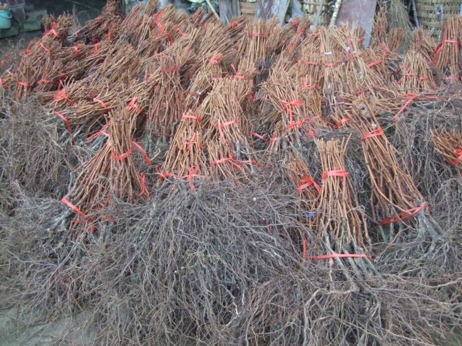 紫秋刺葡萄，芷江葡萄，芷江紫秋葡萄，怀化紫秋葡萄苗，芷江紫秋葡萄苗，侗族自治县紫秋刺葡萄